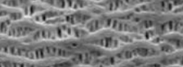 Membrane Tube Wall (Microscope)